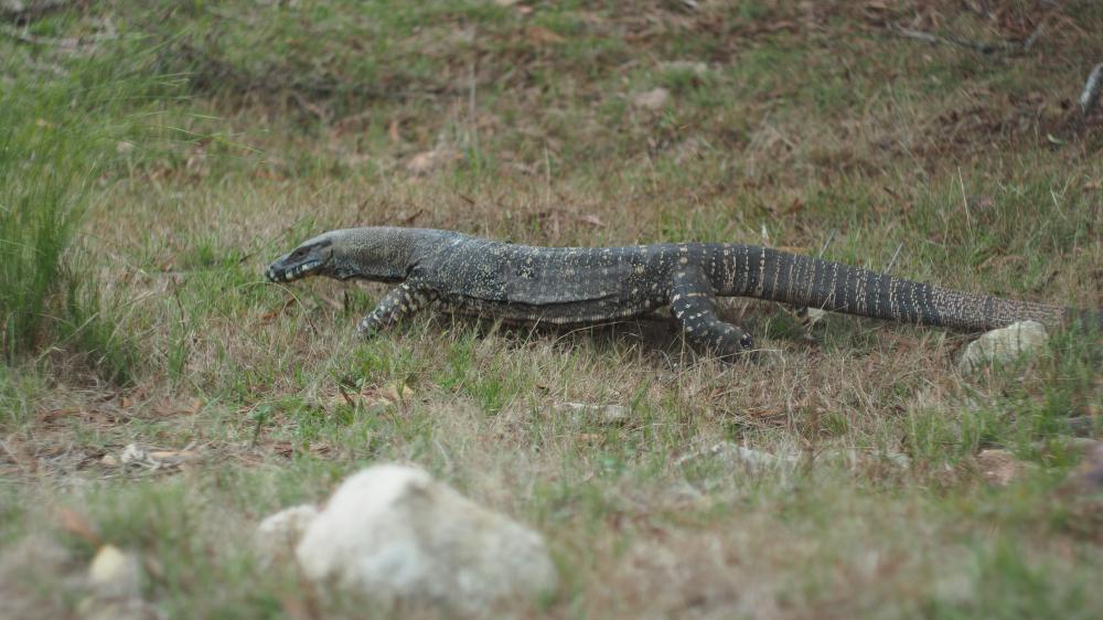 goanna